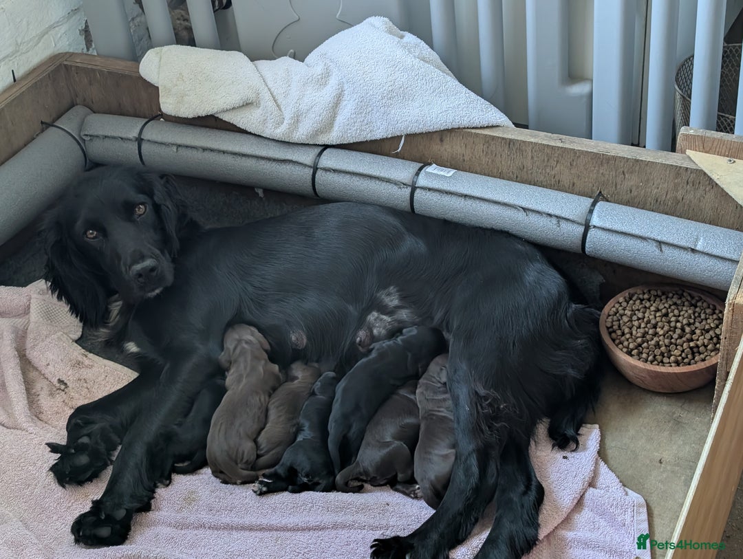 Sprocker dogs for sale: Working Sprocker puppies for sale - Image 3