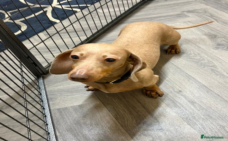 Miniature Dachshund dogs - Advert 1