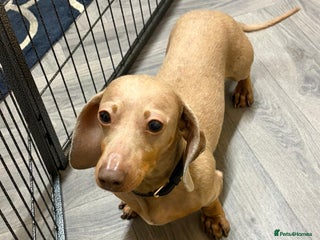 Miniature Dachshund dogs - Advert 9