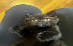 British Shorthair cats for sale: Dark chocolate british shorthair boy - Image 10