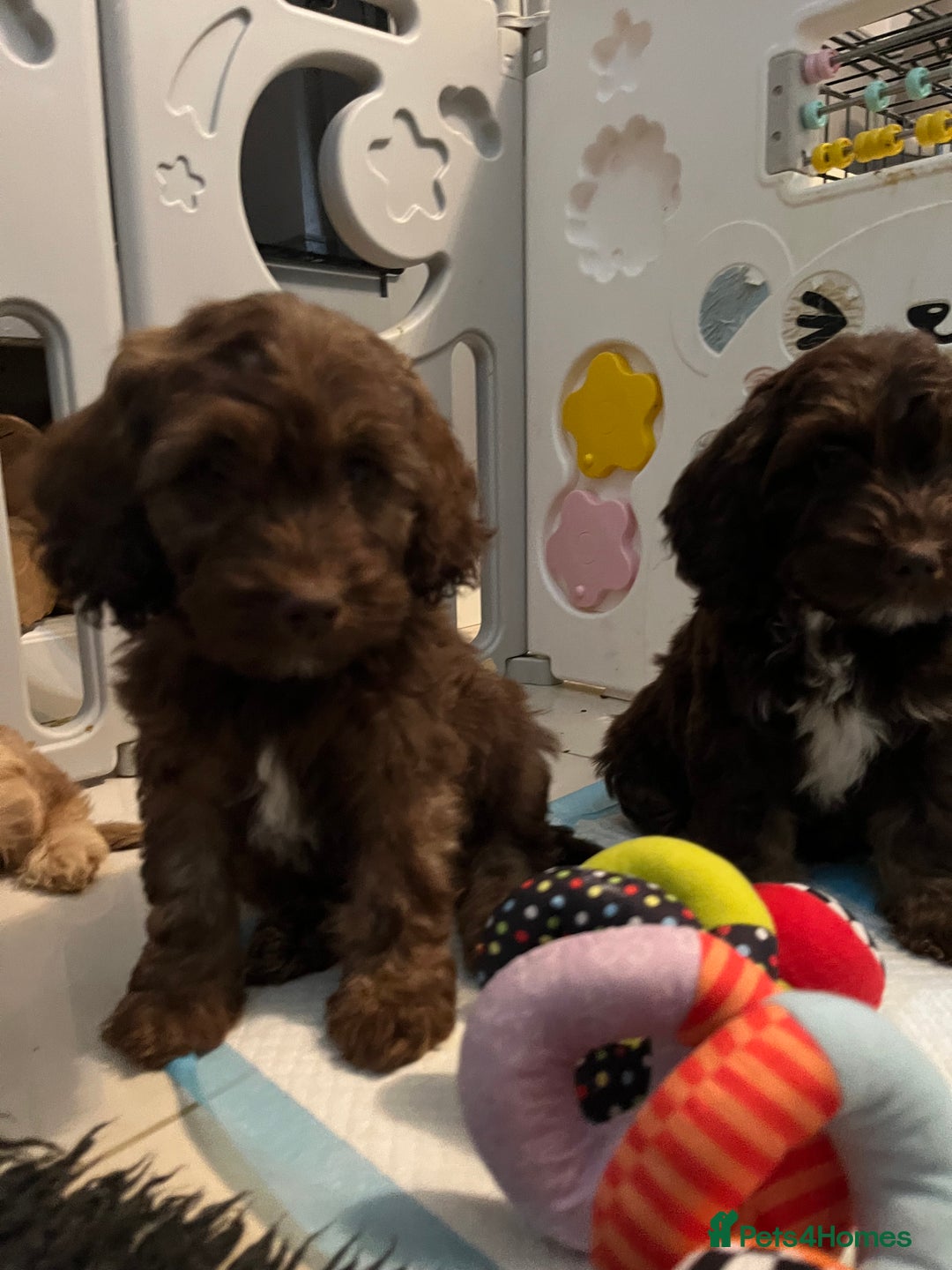 Cockapoo dogs for sale: 🩷🩷READY TO LEAVE🩷GORGEOUS🌟F1 Cockapoo pups  - Advert 1