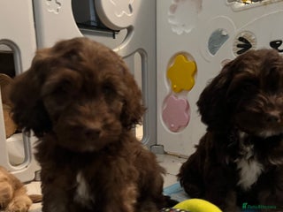 Cockapoo dogs 🌟🩷READY TO LEAVE🌟GORGEOUS🌟F1 Cockapoo pups - Advert 3