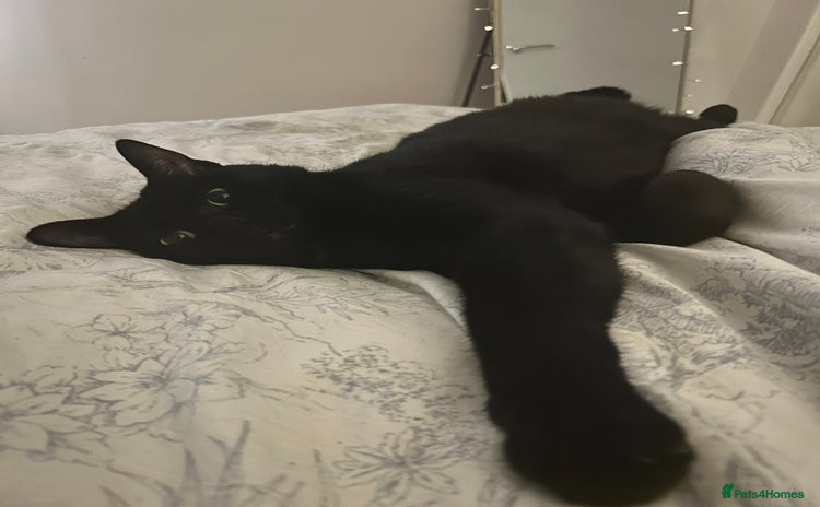 Domestic Shorthair cats - Advert 5