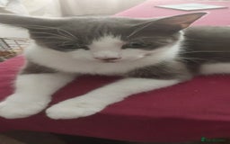 British Shorthair cats for sale: Kittens for sale.  - Image 7