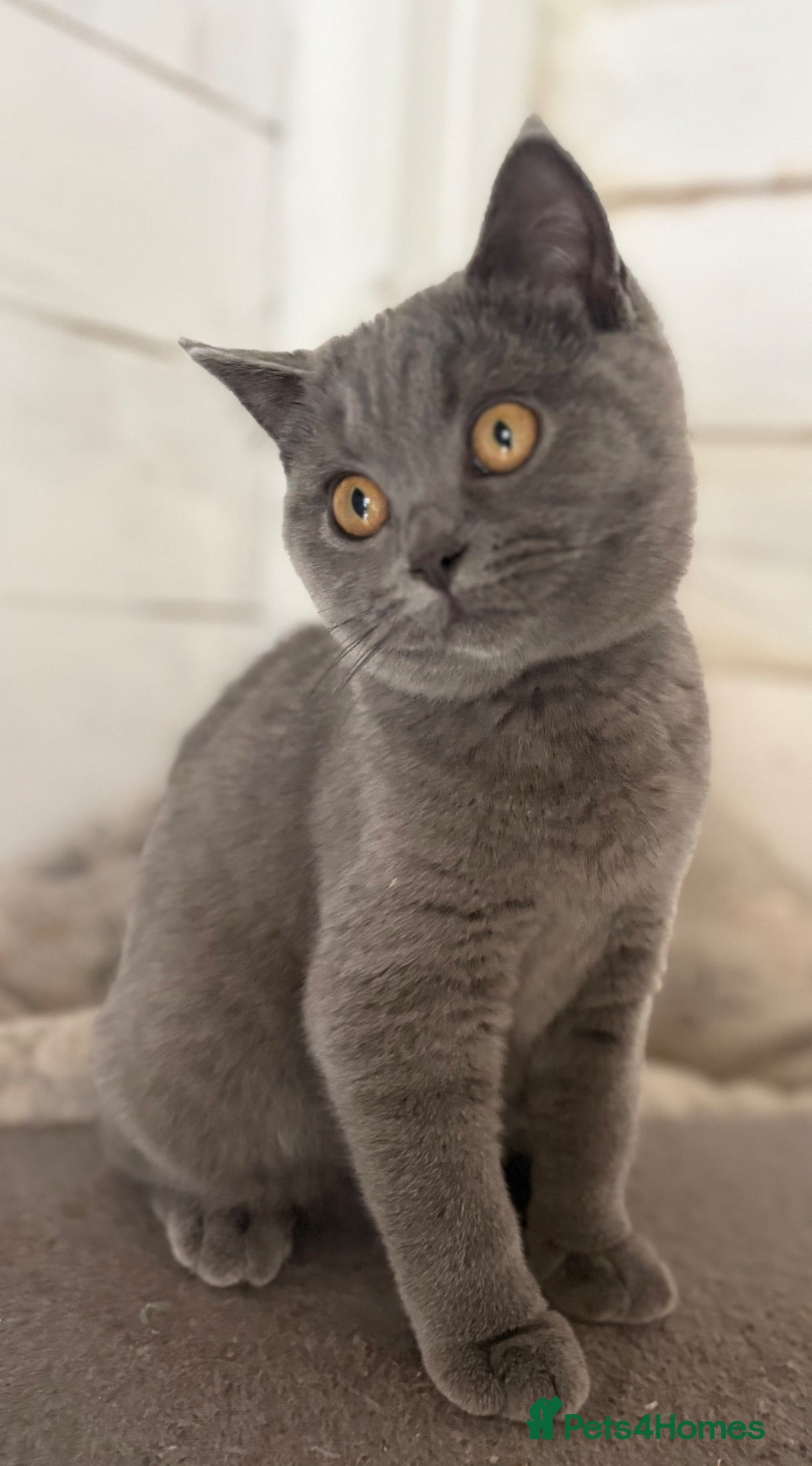 British Shorthair cats TICA reg. British shorthair last girl - Advert 2