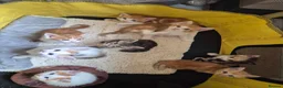 Mixed Breed cats for sale: 7 kittens for sale in Lincoln - Advert 11