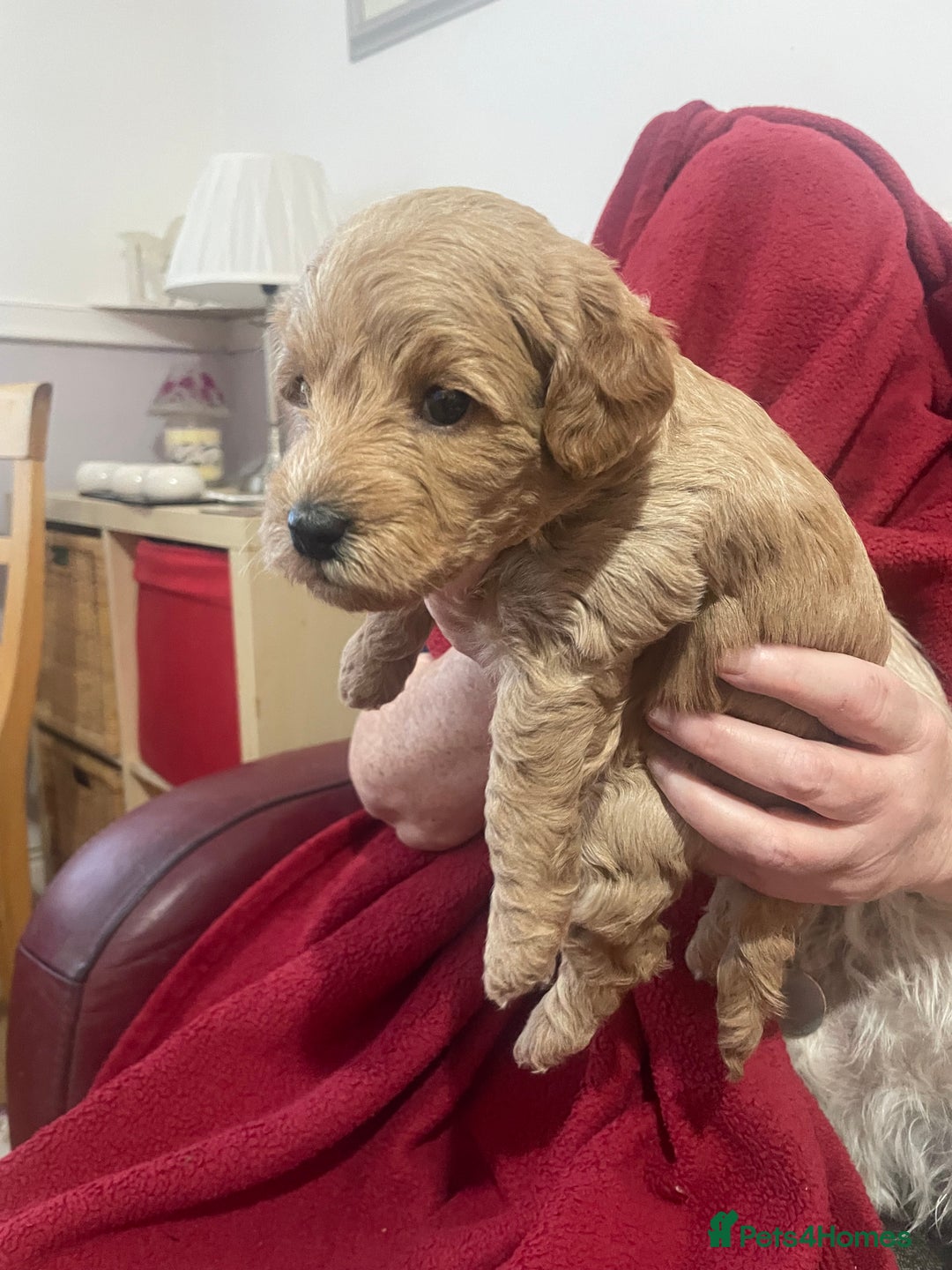 Labradoodle dogs for sale: Miniature Labradoodle’s  - Advert 8
