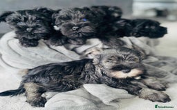 Miniature Schnauzer dogs for sale: KC Pedigree Mini Schnauzer - Image 7