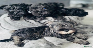 Miniature Schnauzer dogs KC Pedigree Mini Schnauzer - Advert 4