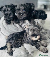 Miniature Schnauzer dogs KC Pedigree Mini Schnauzer - Advert 2