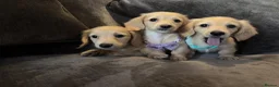 Miniature Dachshund dogs for sale: READY! 2 boys left! 💙 Cream Long Haired Pups KC - Advert 12