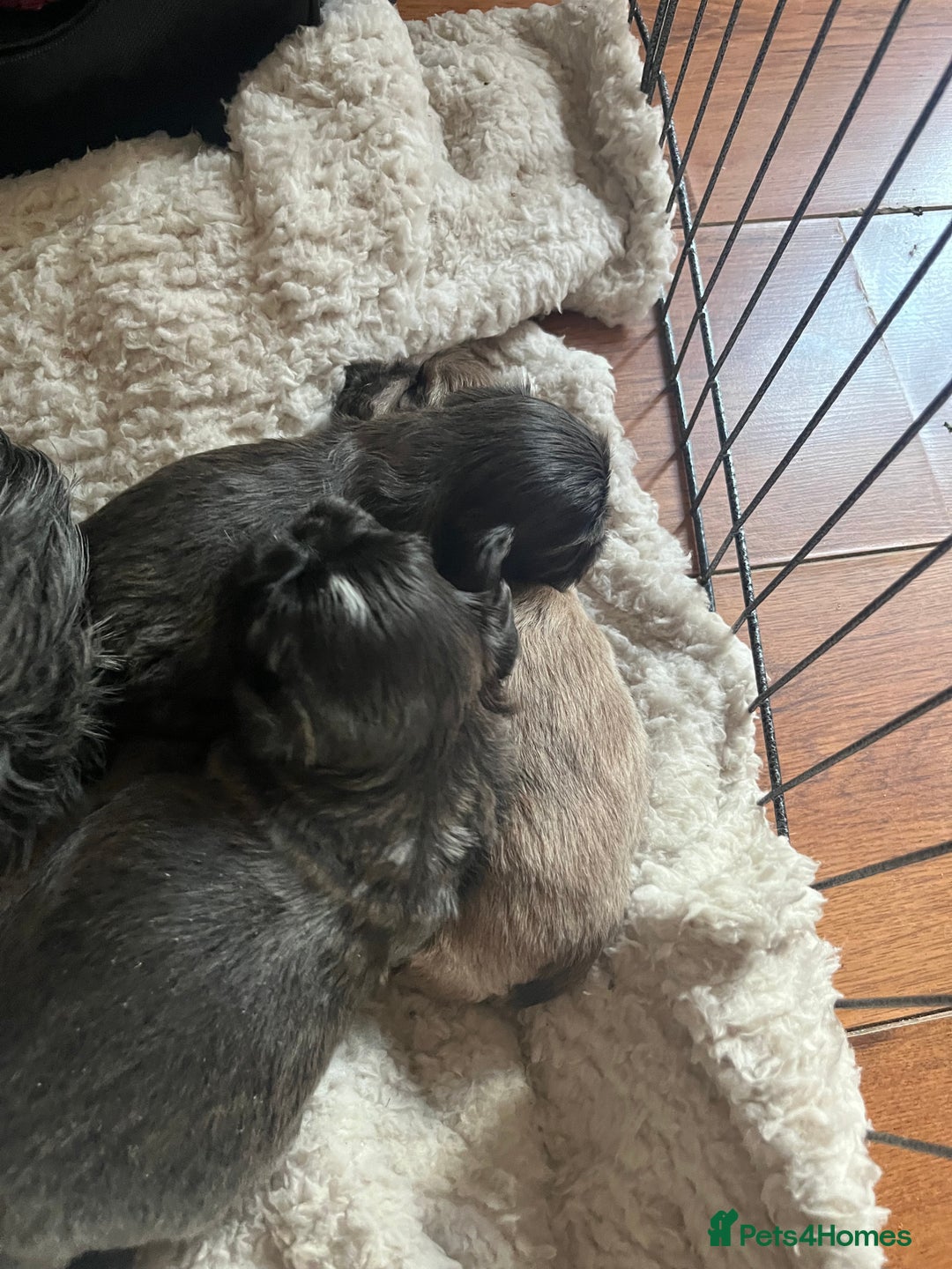 Shih Tzu dogs for sale: Shih Tzu Puppies for sale - Image 8
