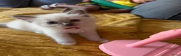 Ragdoll cats for sale: Beautiful kittens  - Advert 6