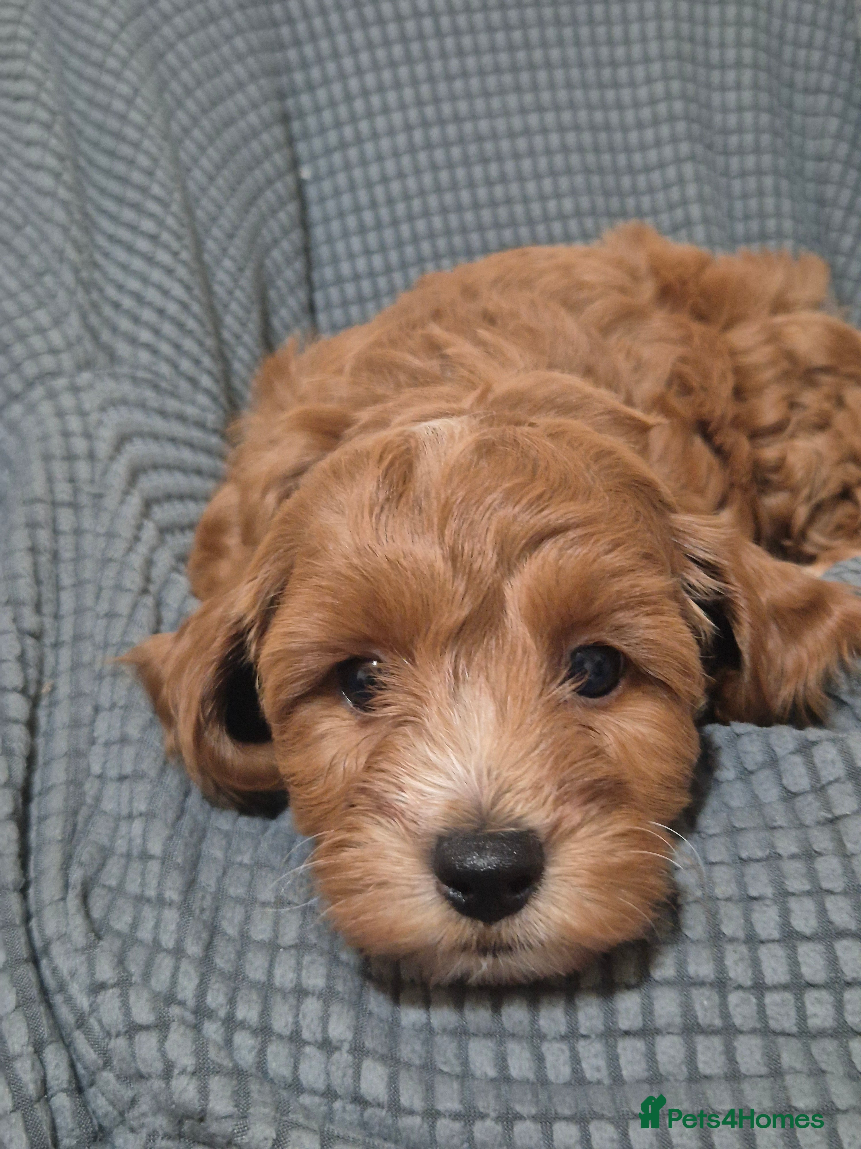 Cockapoo dogs Gorgeous Cockapoo For Sale  - Advert 13
