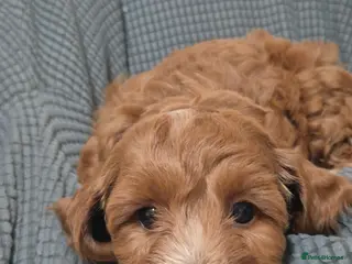 Cockapoo dogs Gorgeous Cockapoo For Sale - Advert 13