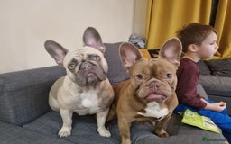 French Bulldog dogs for sale: Aiwa and Loya - Image 2