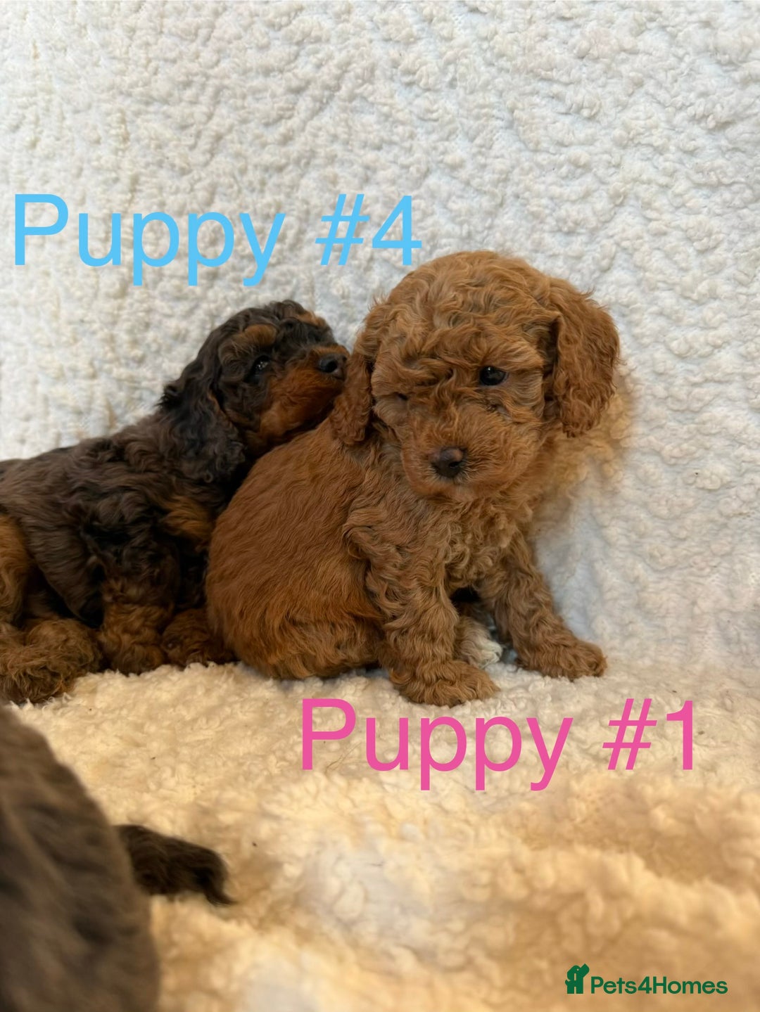 Cavapoo dogs for sale: Stunning Merle toy f1b Cavapoo puppies - Advert 2