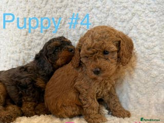 Cavapoo dogs Stunning Merle toy f1b Cavapoo puppies - Advert 4