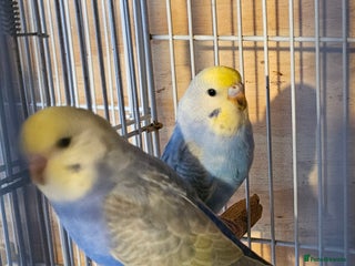Budgerigars birds Young Budgies For Sale - Advert 14
