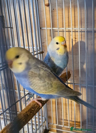 Budgerigars birds Young Budgies For Sale - Advert 13