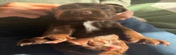 Sprocker dogs for sale: Gorgeous Chocolate Cocker Spaniel Puppies in Shrewsbury - Advert 4