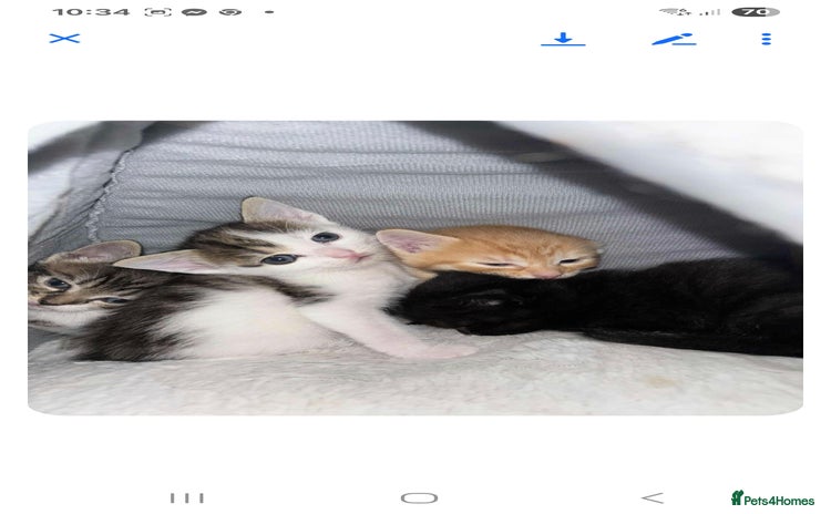 Mixed Breed cats - Advert 9