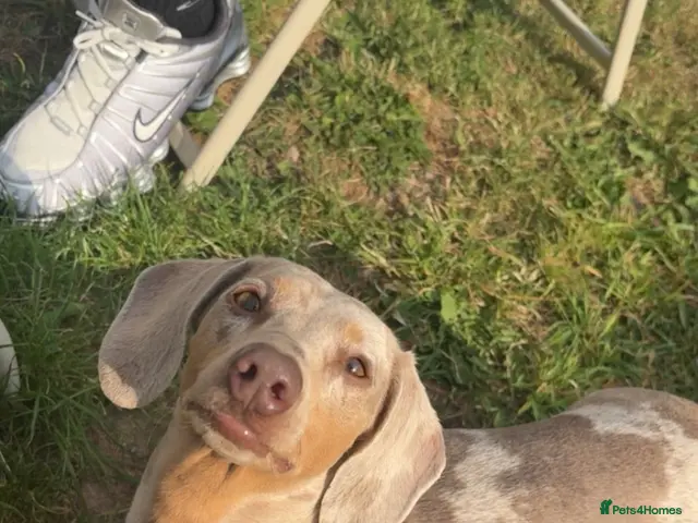 Miniature Dachshund dogs for sale: Miniature dachshund - Advert 2