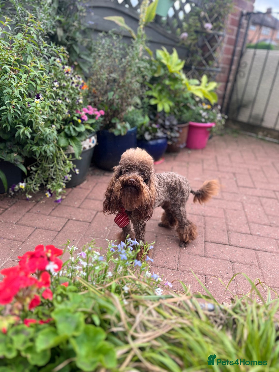 Toy Poodle dogs for stud: K.C Chocolate ToyPoodle at Stud in Coventry - Advert 1