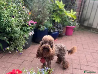Toy Poodle dogs K.C Chocolate ToyPoodle at Stud in Coventry - Advert 6