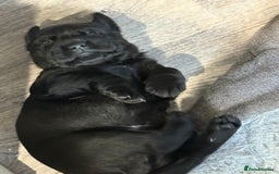 Labrador Retriever dogs for sale: Stunning KC chunky show type Labs (6 wks old) - Image 15
