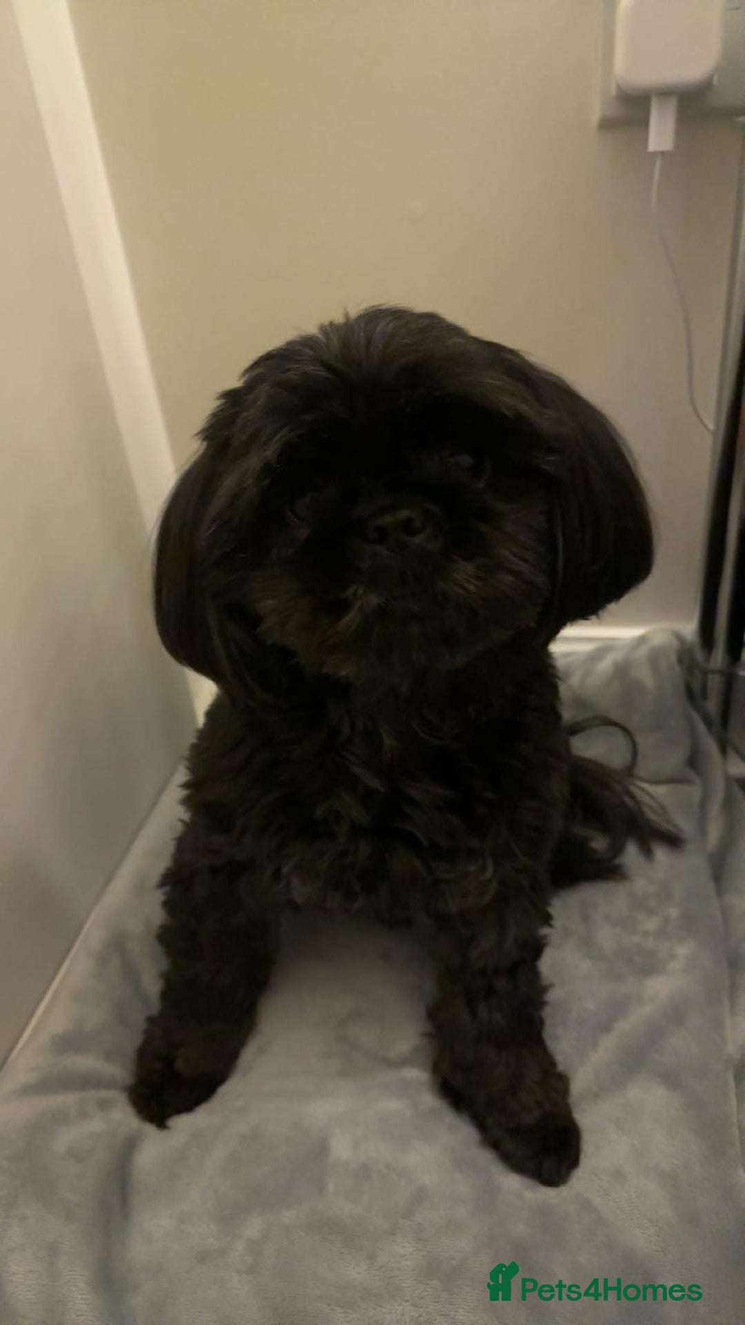 Shih Tzu dogs for sale: Shih Tzu 10 years old dog needing to be rehomed!!  - Advert 13