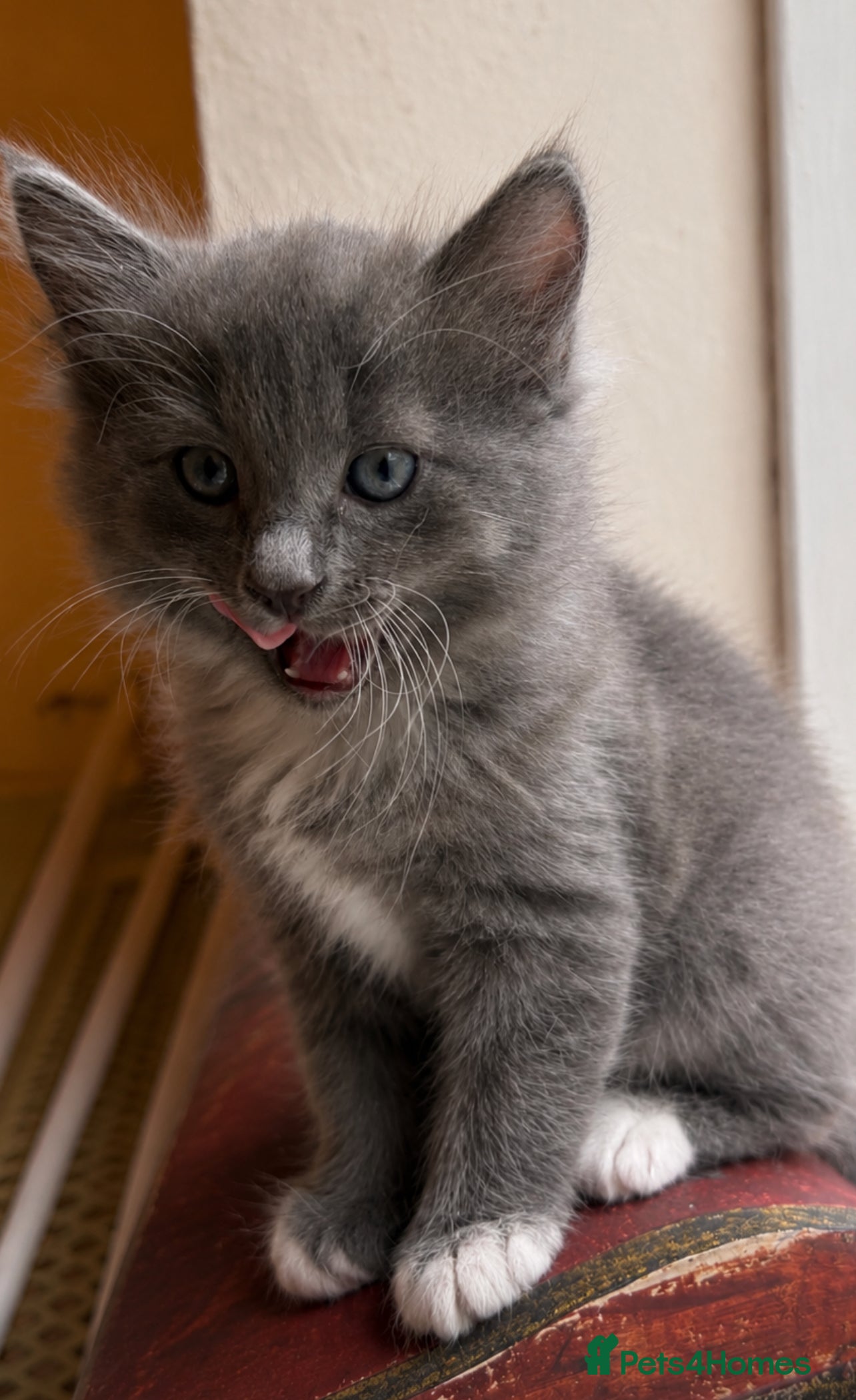 Mixed Breed cats for sale: Beautiful half ragdoll kittens 💖 - Advert 18