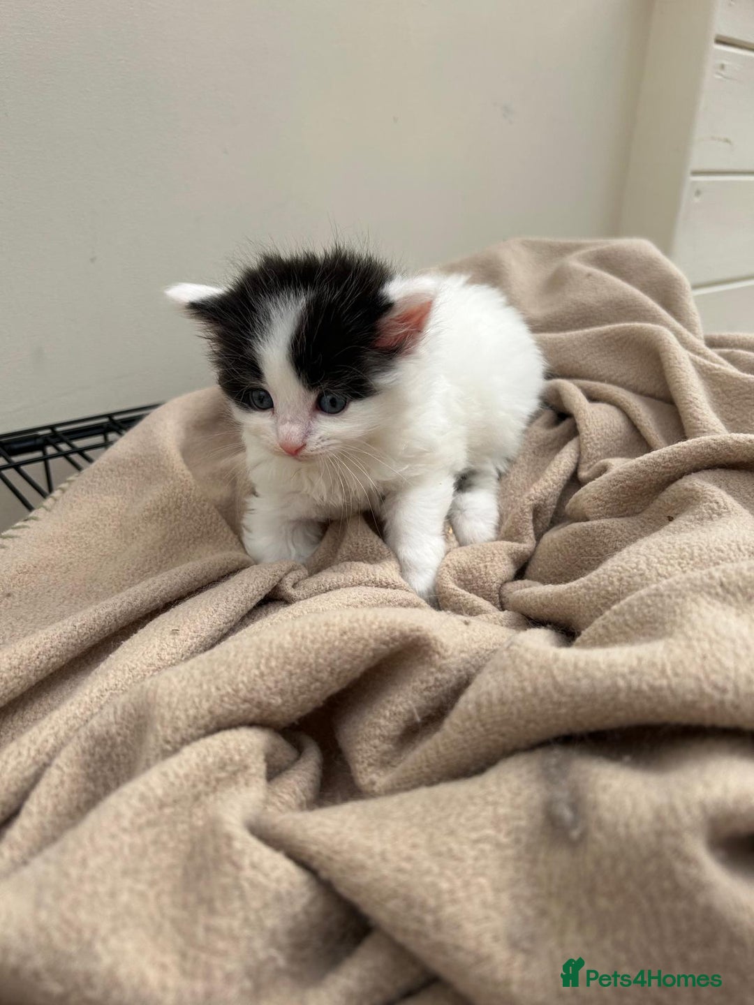 Mixed Breed cats for sale: Kittens - Image 5