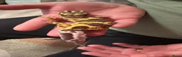 Leopard Gecko reptiles for sale: Baby Leopard Geckos - Advert 7