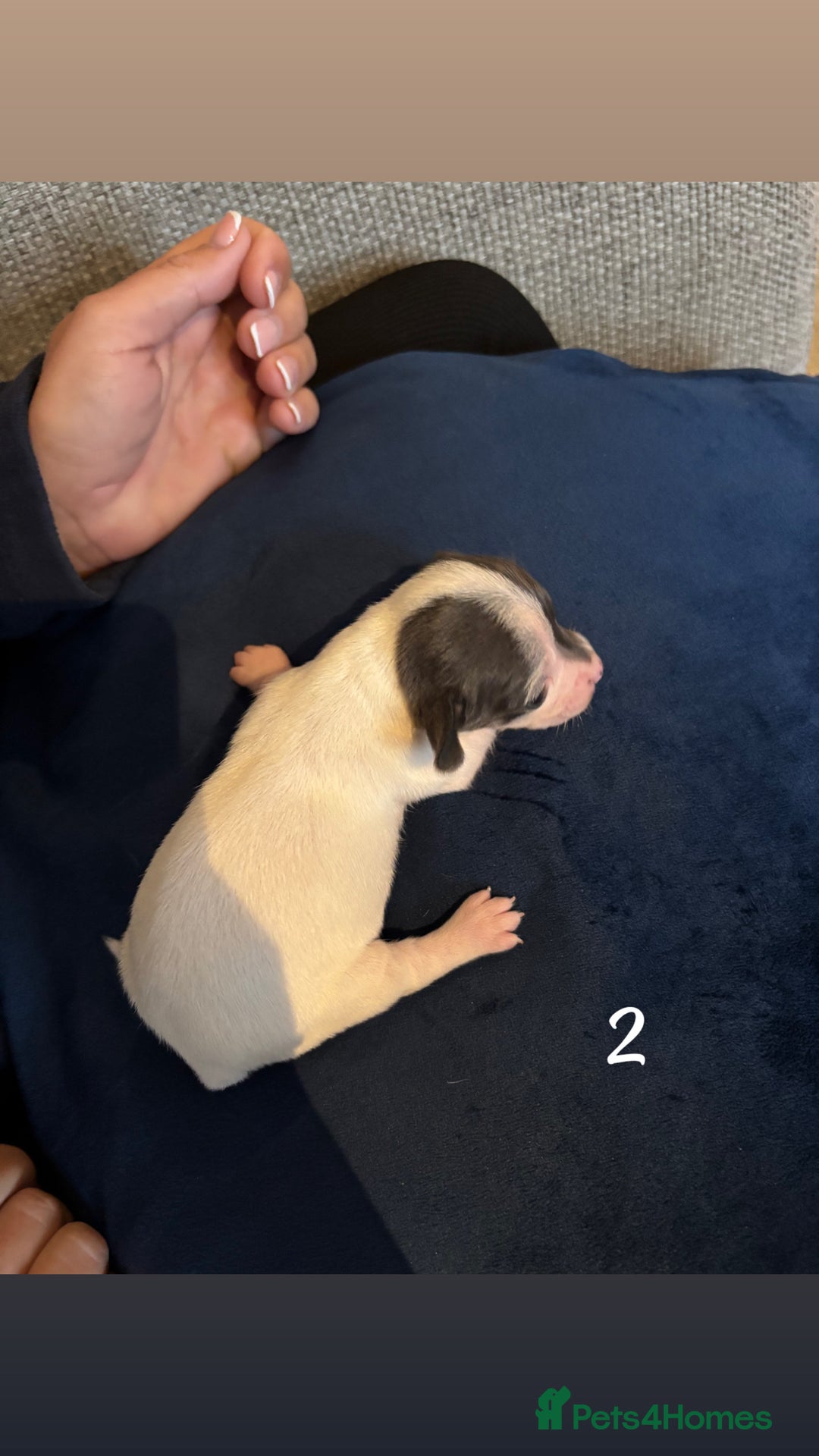 Chiweenie dogs for sale: Chiweenies - Image 4