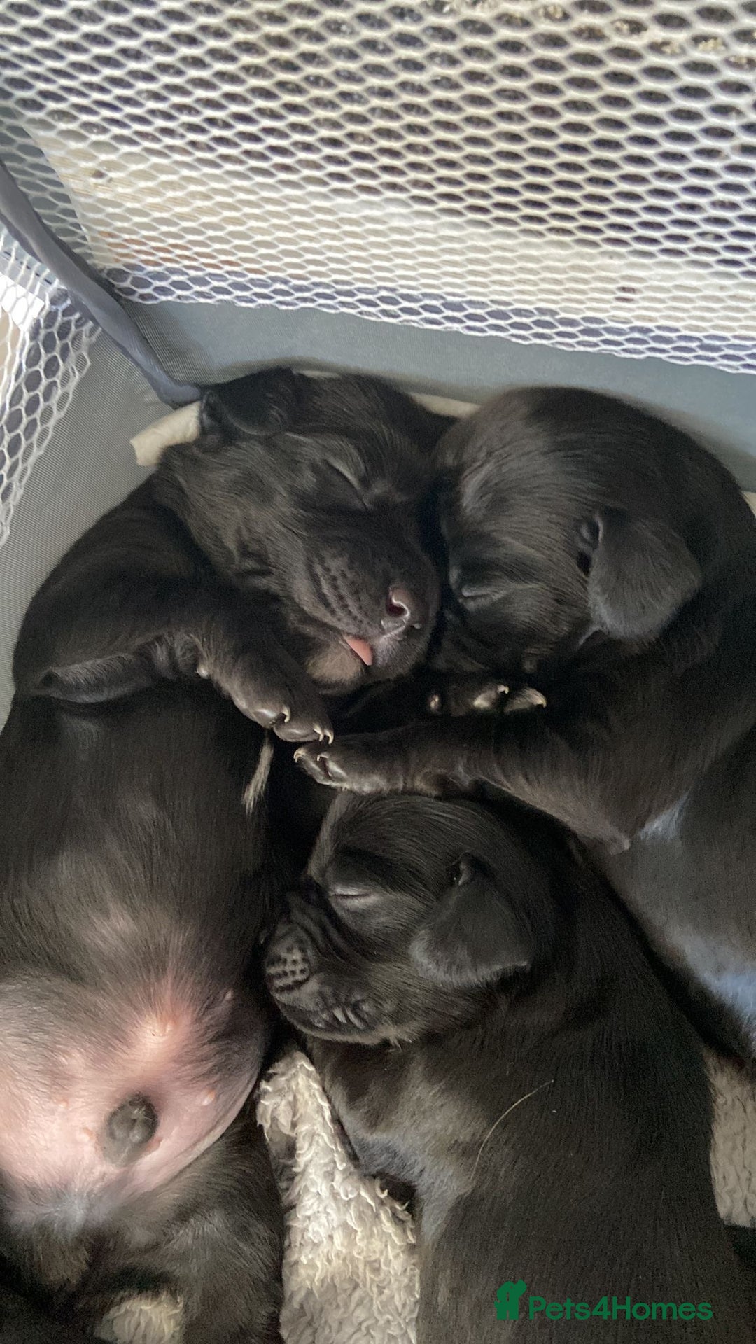 Sprocker dogs for sale: Sprocker Spaniels  - Image 4