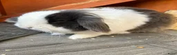 Lionhead rabbits for sale: 🌻Pure lionhead and Lionlop🌻 in Haverhill - Advert 3