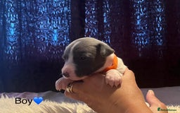 Whippet dogs for sale: Beautiful whippet whippet pups 🥰 - Image 4