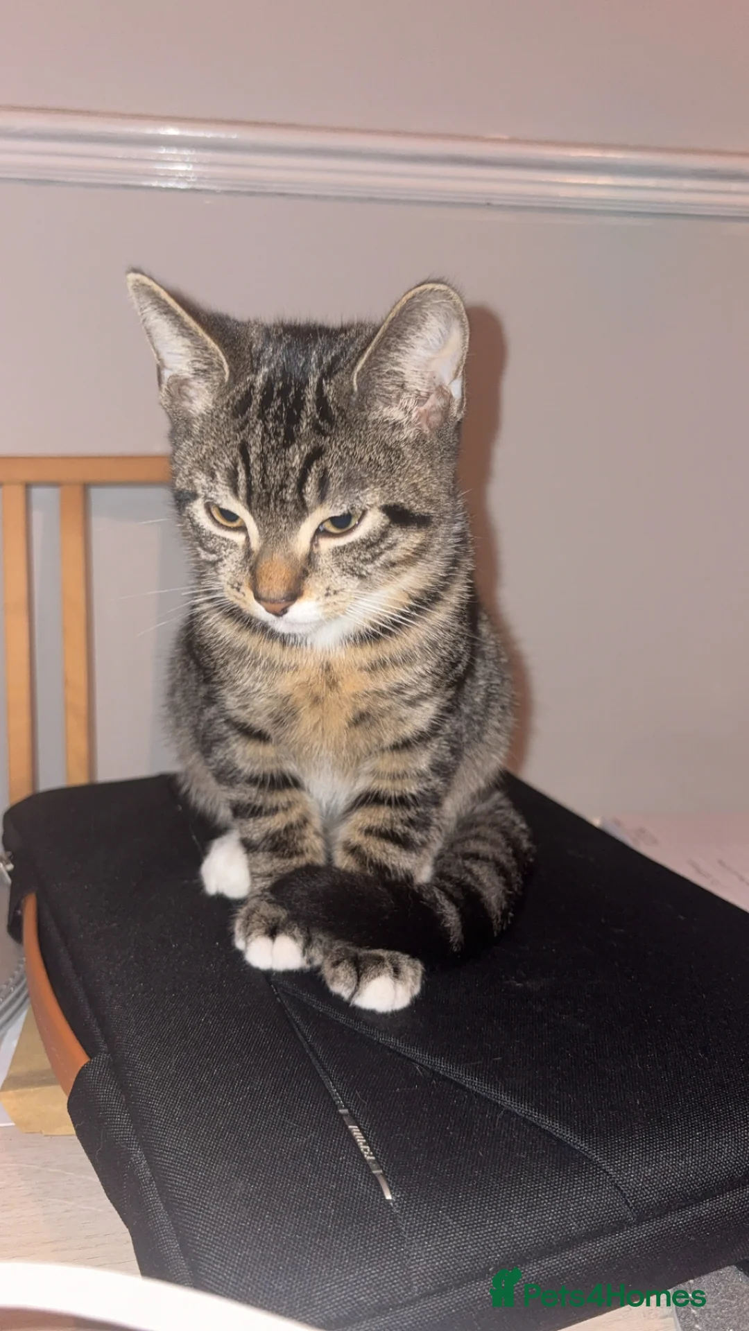 American Shorthair cats for sale: 3 Male Kittens looking for their forever home - Advert 2