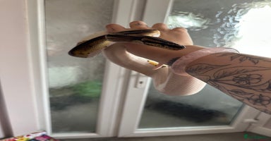 Python Snake reptiles - Advert 5