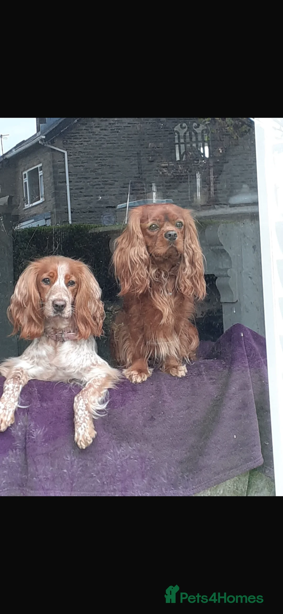 Cockalier dogs for sale: 2 female cockalier puppies  - Advert 2