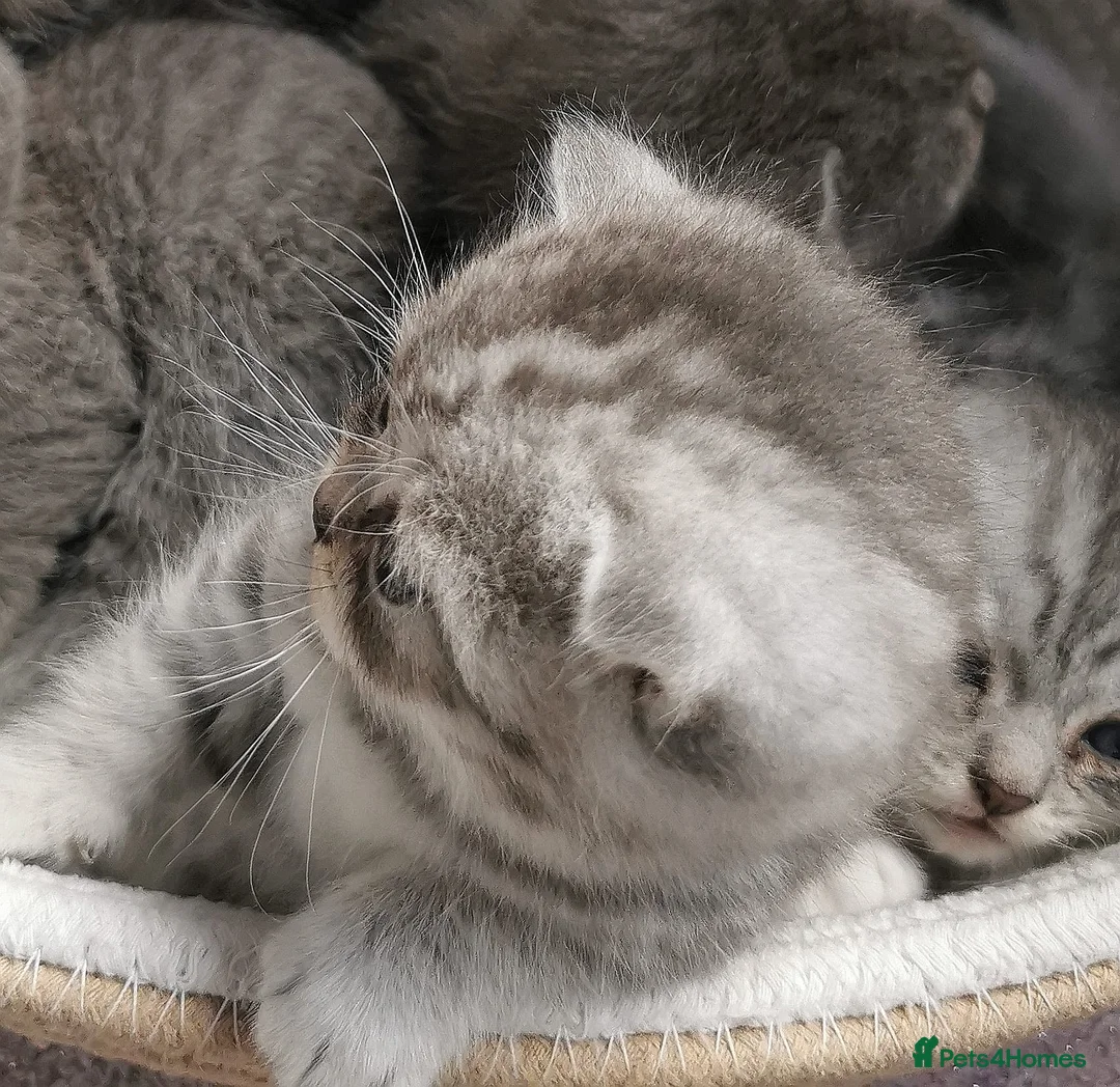 Scottish Fold cats for sale: ❤️Luxuary Scottish Fold kittens❤️ - Advert 5