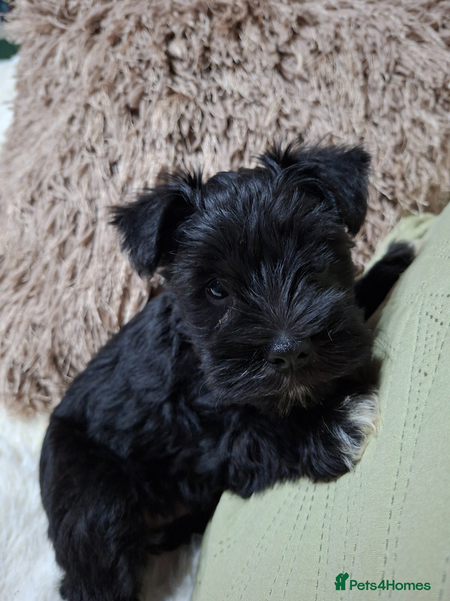 Miniature Schnauzer dogs Miniature schnauzer  - Advert 3
