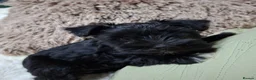 Miniature Schnauzer dogs for sale: Miniature schnauzer  - Advert 1