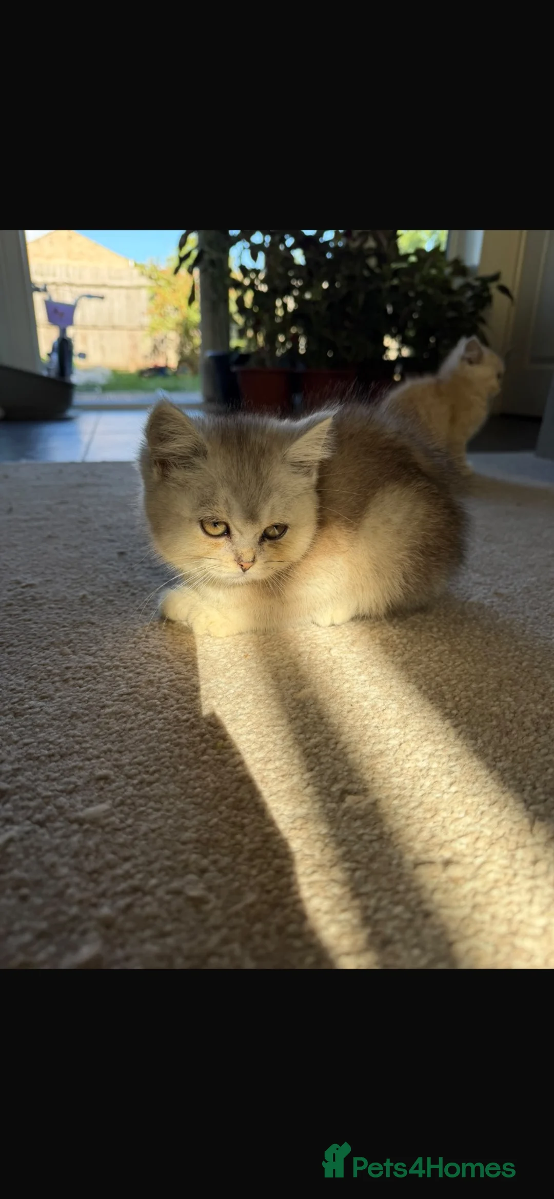 Mixed Breed cats for sale:  British Shorthair × Longhair Kittens   in Peterborough - Advert 5