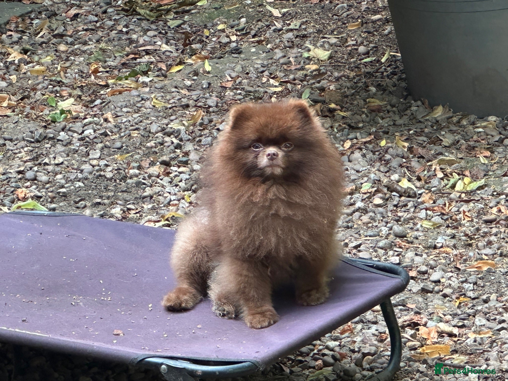 Pomeranian dogs Outstanding Russian boy  - Advert 1