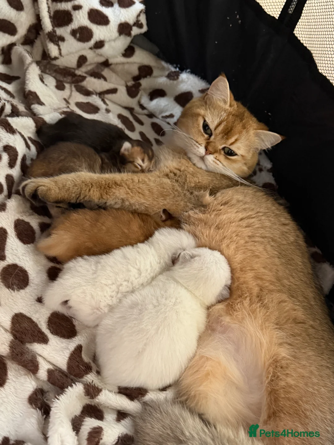 British Shorthair cats for sale: Golden Shaded British shorthair NY11 - Advert 8