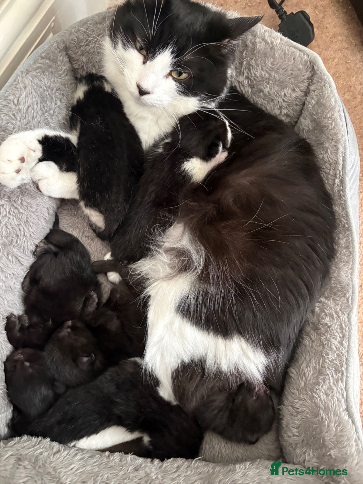 Mixed Breed cats Beautiful Fluffy Kittens  - Advert 1