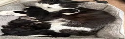 Mixed Breed cats for sale: Beautiful Fluffy Kittens  - Advert 1