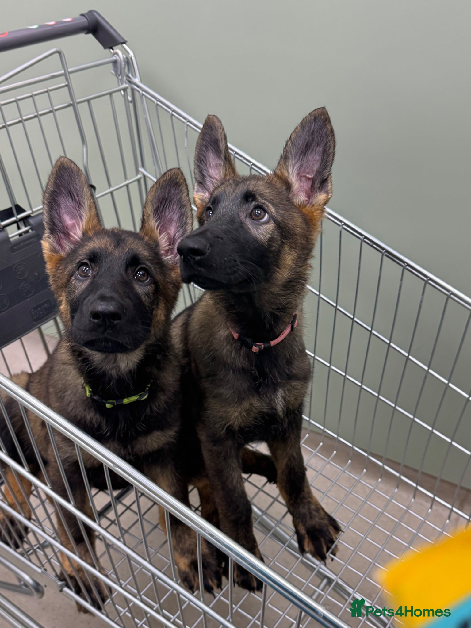 German Shepherd dogs KC Registered German Shepherd PuppiesChampion Line - Advert 1